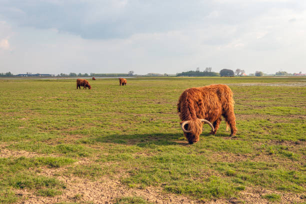 Highland cow with horns and still in a thick winter coat is grazing in a Dutch nature reserve on a sunny day in the beginning of the spring season.