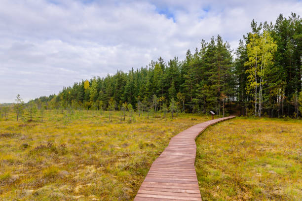 istock Hiking trail in the swamp 1194105668