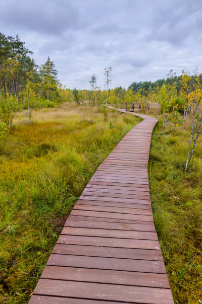istock Hiking trail in the swamp 1194105692