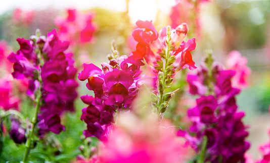 Red snapdragons blossoming in the park.