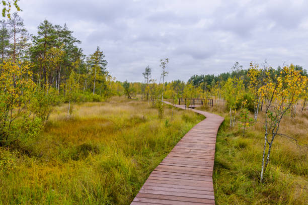 istock Hiking trail in the swamp 1194105722