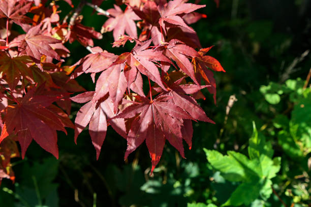 istock Red autumn maple leaves on a green background 1194105989