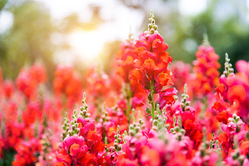 Red snapdragons blossoming in the park.