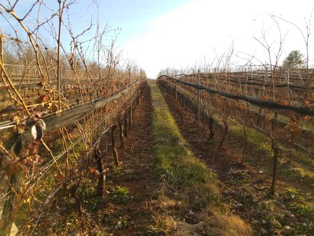 istock plants or vines growing in vineyard with wood posts 1194107155