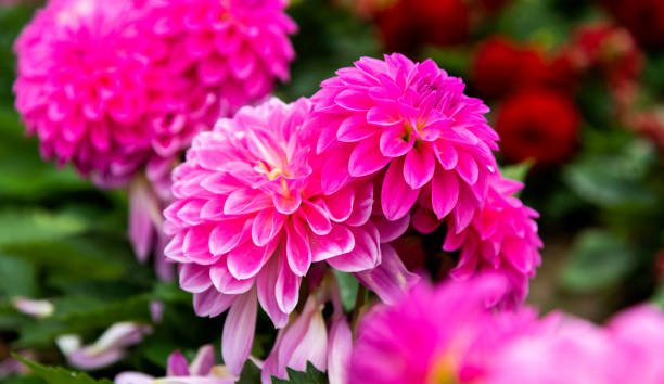 istock Pink dahlias blossoming in the park 1194107202
