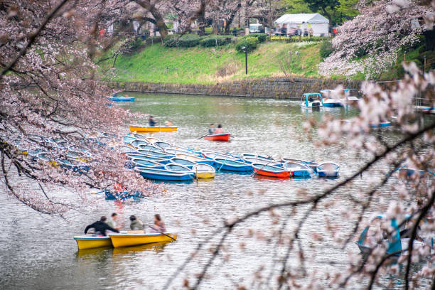 istock Visitors enjoying the scenario surrounded cherry blossoms (sakura) on a rental boat ride. 1194107325