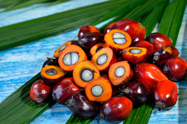 istock African Oil Palm (Elaeis guineensis). 1194109386