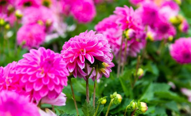 istock Pink dahlias blossoming in the park 1194109459