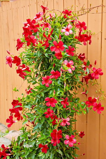 Blossoming red mandevilla flower in a garden agains wooden fence background. Home gardening