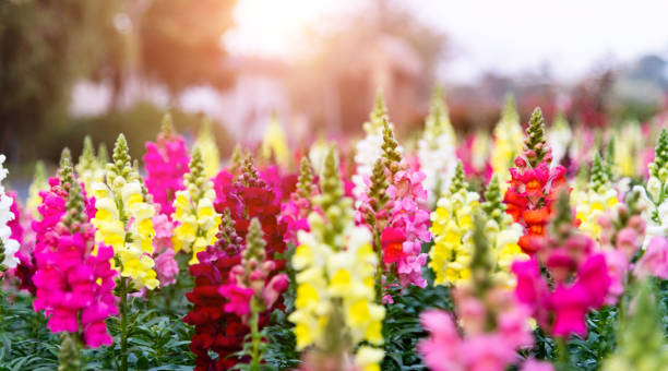 a large area of snapdragons blossoming in the park - snapdragon imagens e fotografias de stock