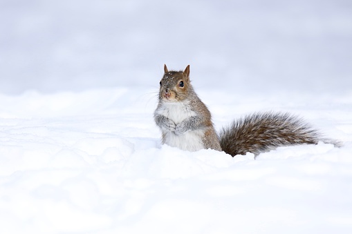 Eastern Gray Squirrel out looking for food in winter snow