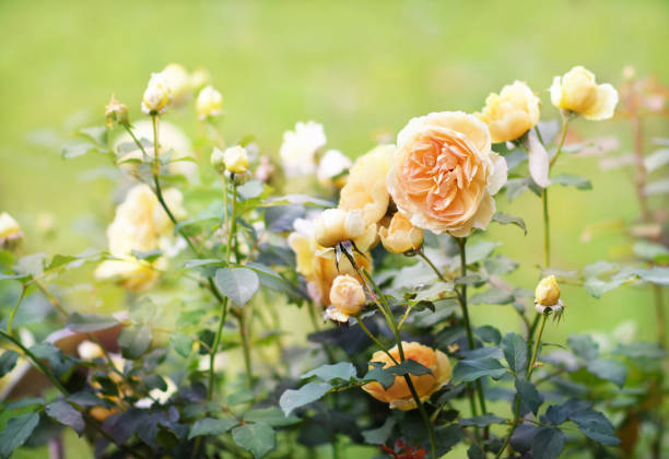 Summer blossoming delicate roses in garden
