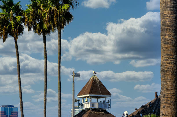 istock Seagull on Cupola 1194111394
