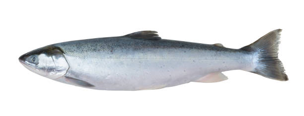 istock Fresh arctic char fish isolated on white 1194111696
