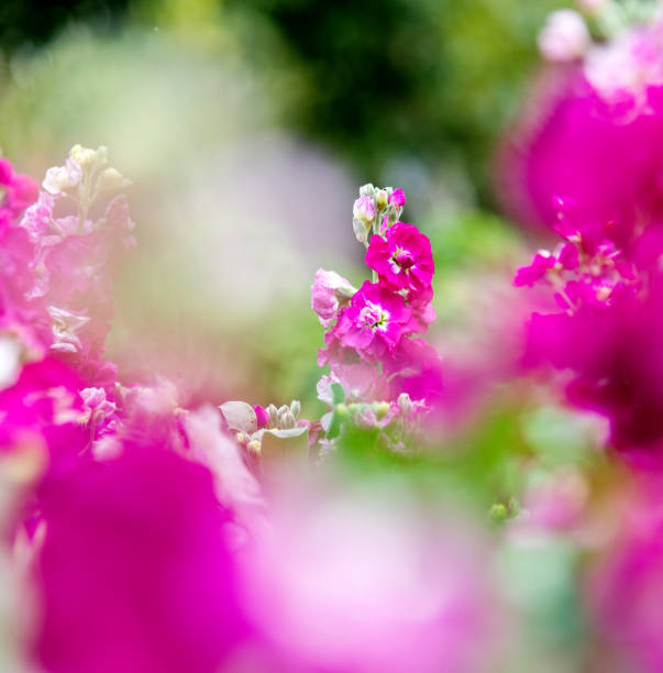 istock Beautiful violets blossoming in the park 1194112604