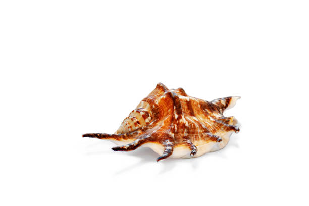 istock Sea souvenir cockleshell. 1194112872