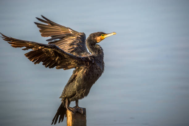 cormorano - great black cormorant foto e immagini stock