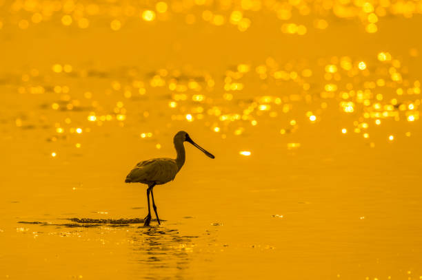 검은 얼굴 스푼빌 - black faced spoonbill 뉴스 사진 이미지