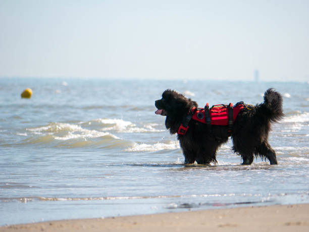 Newfoundlander water rescue dog guarding the beach Dogs at the Beach and in the water newfoundland dog photos stock pictures, royalty-free photos & images