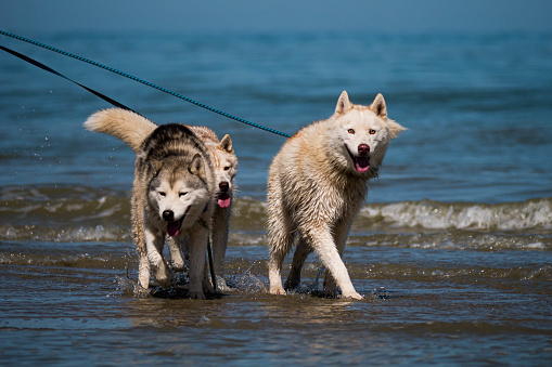 Dogs at the Beach and in the water