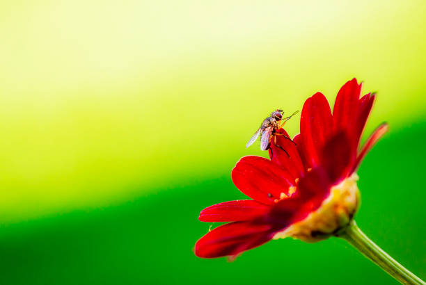 An fly sitting an a flower, blurred background, bokeh