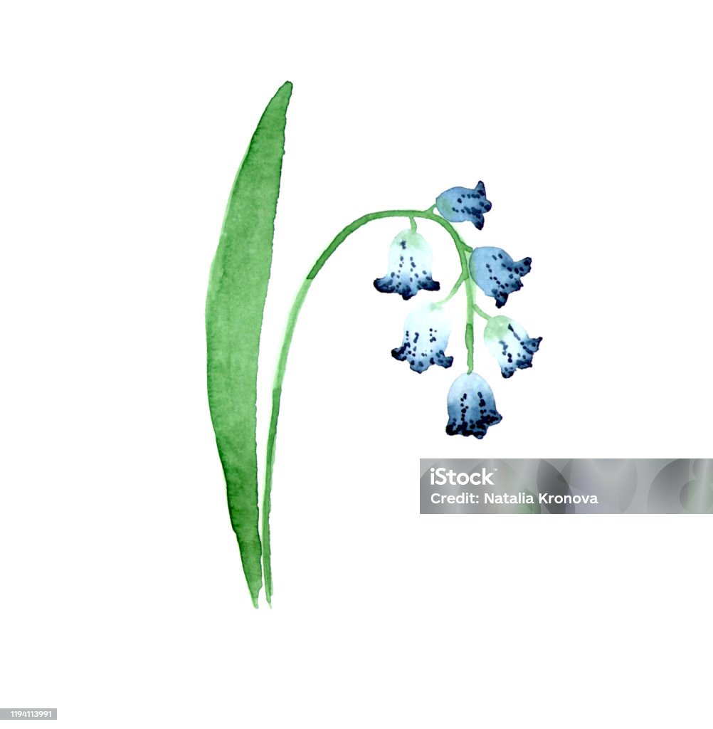 Watercolor Flower On White Backdrop Isolated Beautiful Stylization Of Blue  Lily Of The Valley Hand Drawn Illustration Stock Illustration - Download  Image Now - iStock