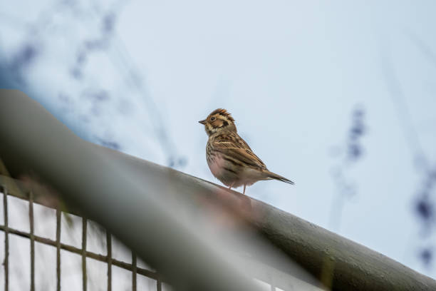 istock Little Bunting 1194114008