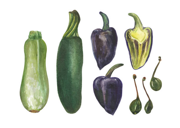 ilustraciones, imágenes clip art, dibujos animados e iconos de stock de conjunto de verduras de acuarela - squash blossom