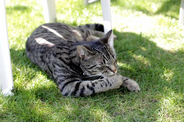 istock Cat Washing in the Sun 1194117968