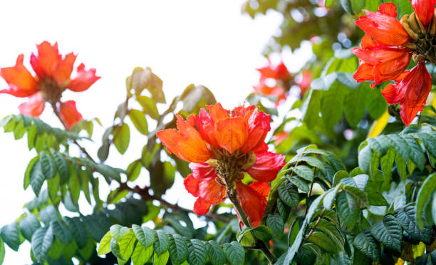 Flowers on African tulip tree in the park.