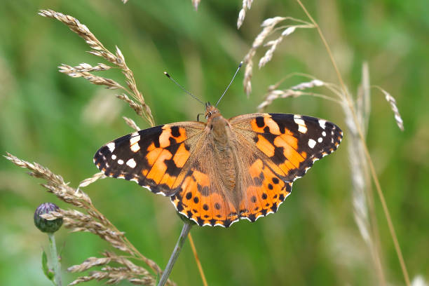 istock The Painted lady Butterfly 1194118333