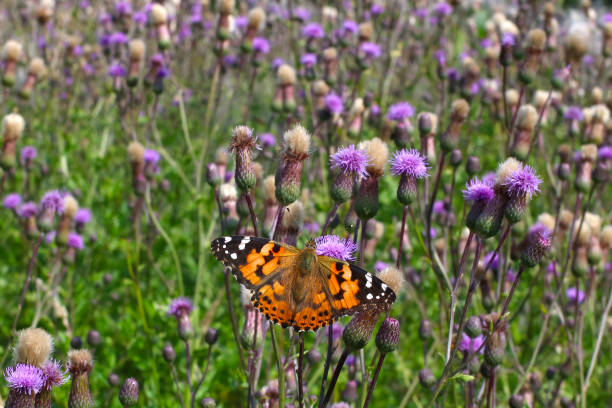istock The Painted lady Butterfly 1194118344