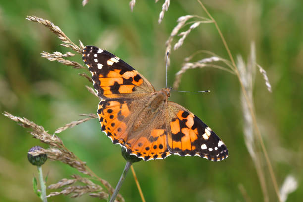 istock The Painted lady Butterfly 1194118345