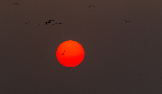 the pictorial view of sunset where birds the flying in front of it