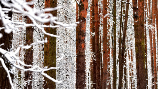 istock Trunks of pine trees in the forest, winter. 1194119341