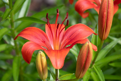 Horizontal image of red tiger lily flower and buds against a dark background.
