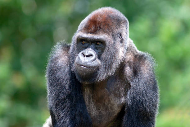 istock Male gorilla in close-up 1194119412