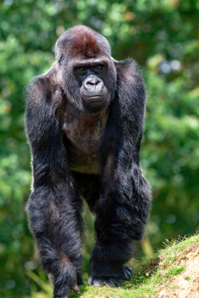 istock Male gorilla in close-up 1194119556