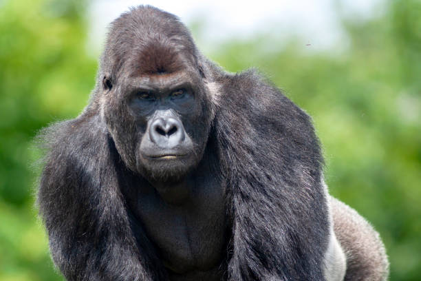istock Male gorilla in close-up 1194119819