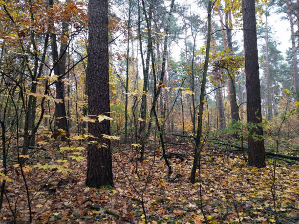 Dark forest in autumn stock photo