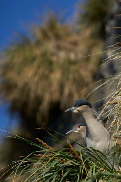 クロハラのナイトヘロンのコロニー(ニクティコラックス・ニクティコラックス・フォークランドティクス) - heron night heron island water ストックフォトと画像