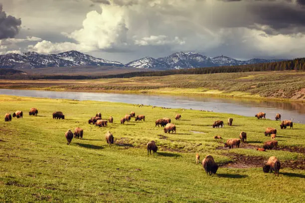 Herd of bison at sunset in Hayden Valley in Yellowstone National Park, Wyoming, USA