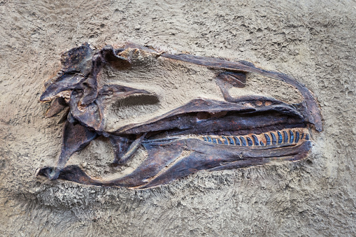 Petrified dinosaur skull in Dinosaur National Monument, Utah, USA.