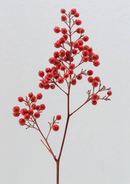 istock nandina domestica red berries on neutral background 1194124725