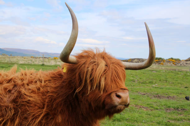 Highland Cattle Mainland, Orkney, Scotland-: photographed in a pasture Orkney, Scotland orkney islands stock pictures, royalty-free photos & images