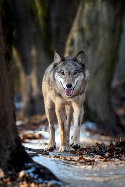 istock Close Alone Timber wolf standing in the winter 1194125075
