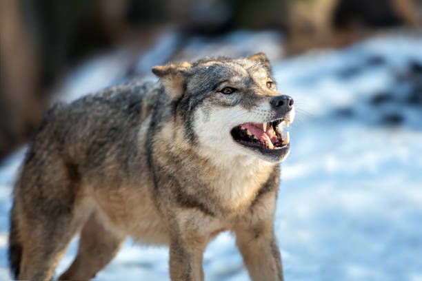istock Close Alone Timber wolf standing in the winter 1194125095