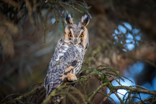 istock Long-eared Owl sit in a branch and looking on the the camera 1194125106