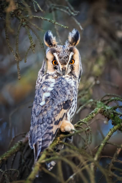 istock Long-eared Owl sit in a branch and looking on the the camera 1194125118