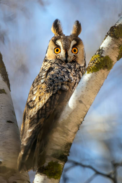 istock Long-eared Owl sit in a branch and looking on the the camera 1194125119